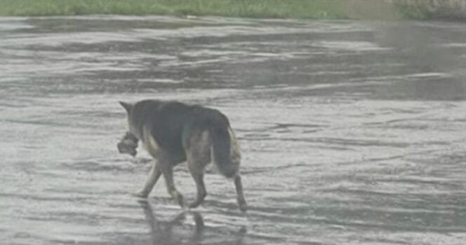 Her owner died and now she wanders the streets carrying her favorite stuffed animal